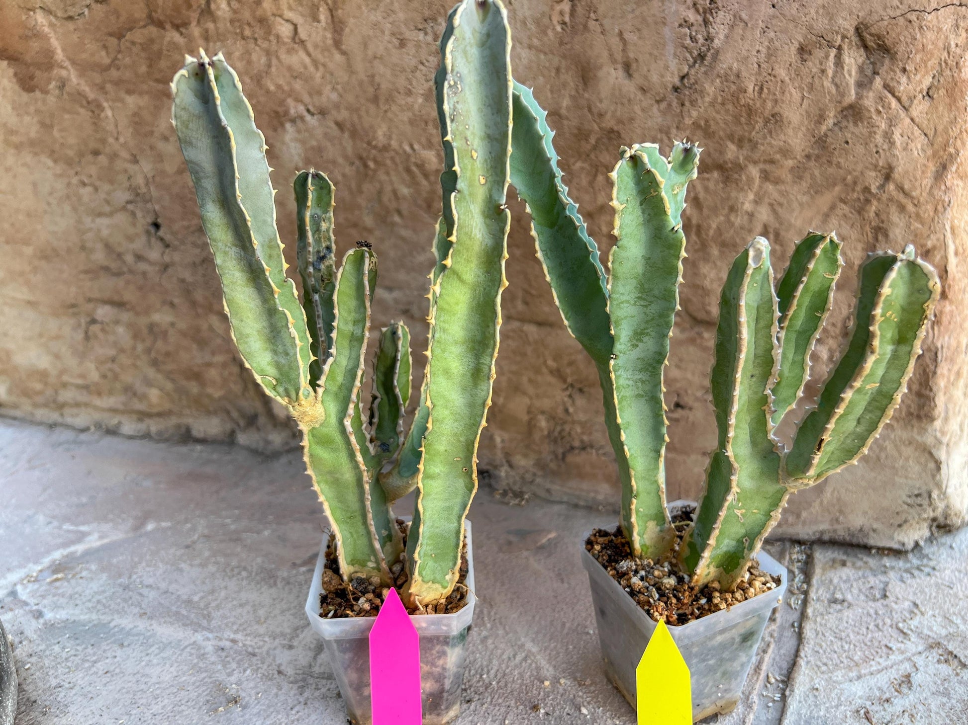 Ammak 'Green' | Rare Imported Plants | 2.5" Pot