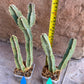 Ammak 'Green' | Rare Imported Plants | 2.5" Pot
