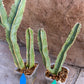 Ammak 'Green' | Rare Imported Plants | 2.5" Pot