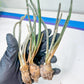 Caput Medusae | Imported Cactus | Rare Succulent