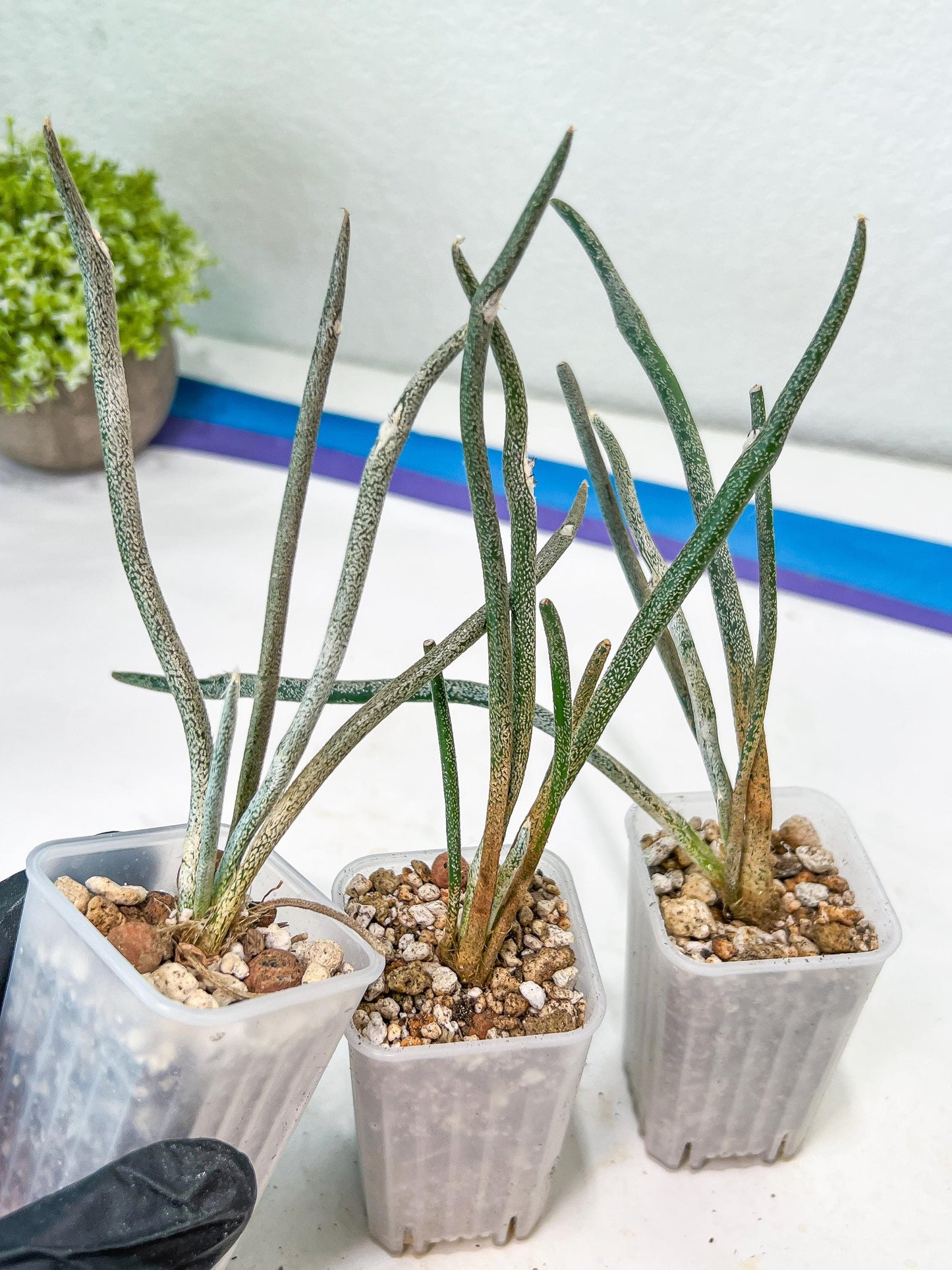Caput Medusae (2) | Imported Cactus | Rare Succulent