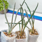 Caput Medusae | Imported Cactus | Rare Succulent