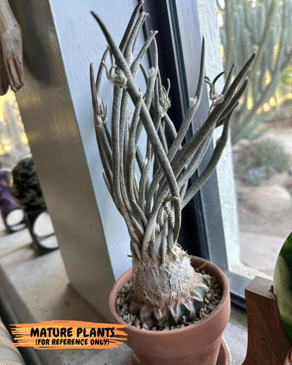 Caput Medusae (2) | Imported Cactus | Rare Succulent