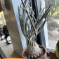 Caput Medusae | Imported Cactus | Rare Succulent