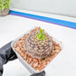 Euphorb Bupleurifolia | Imported Cactus | Rare Succulent