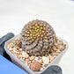 Euphorb Bupleurifolia | Imported Cactus | Rare Succulent