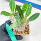 Bevicaule Baker | Import Plants | 2.5' Pots