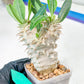 Bevicaule Baker | Import Plants | 2.5' Pots