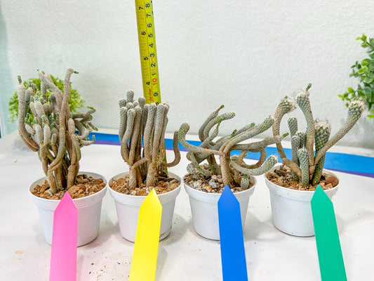Cluster Krainzianus | Imported Cactus | Rare Succulent