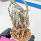 Cluster Krainzianus | Imported Cactus | Rare Succulent