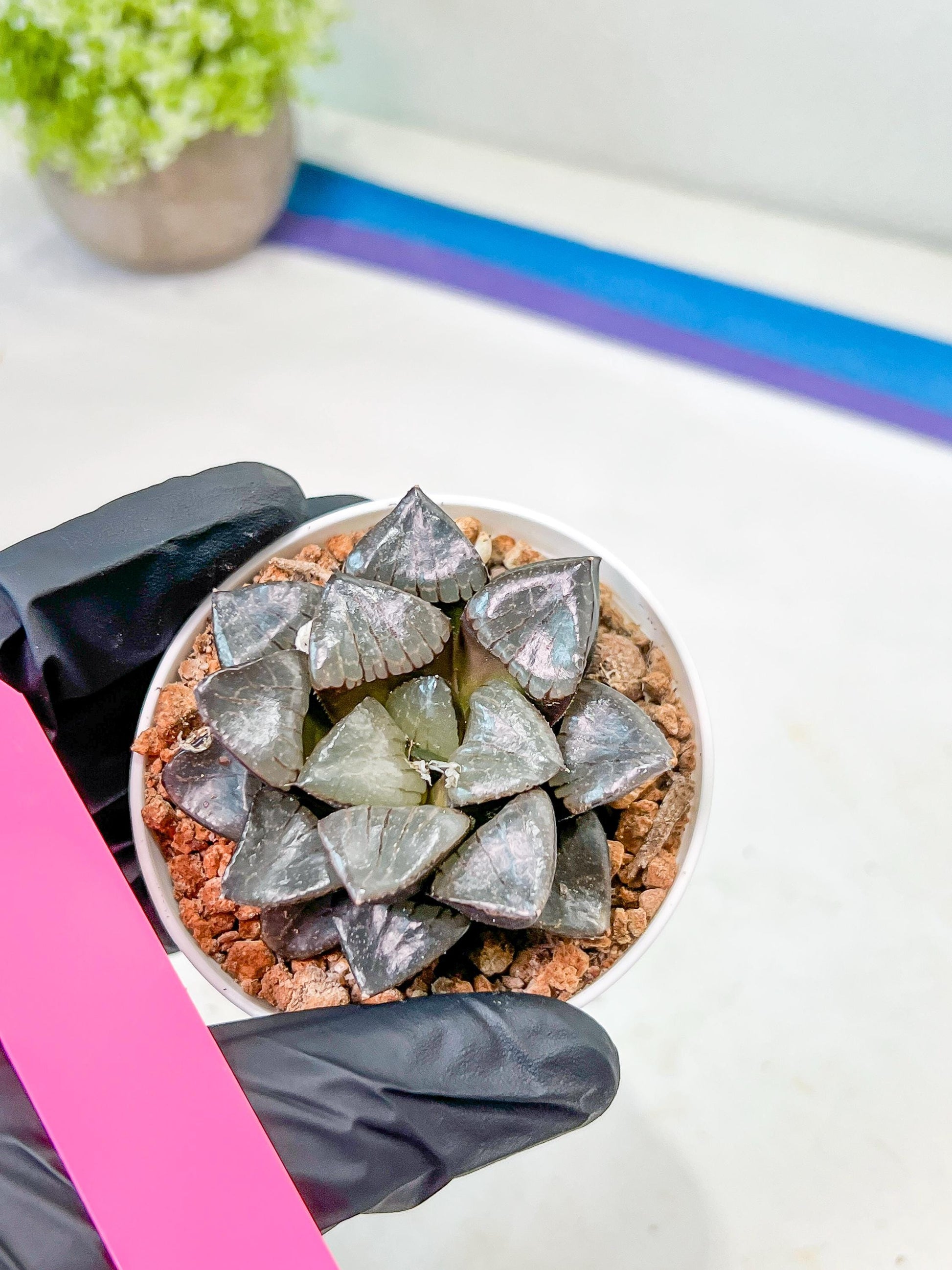 Haworthia Sun Moon Lake or Riyuentan (H2B) | Imported Succulent | Hong Kong Rare Species
