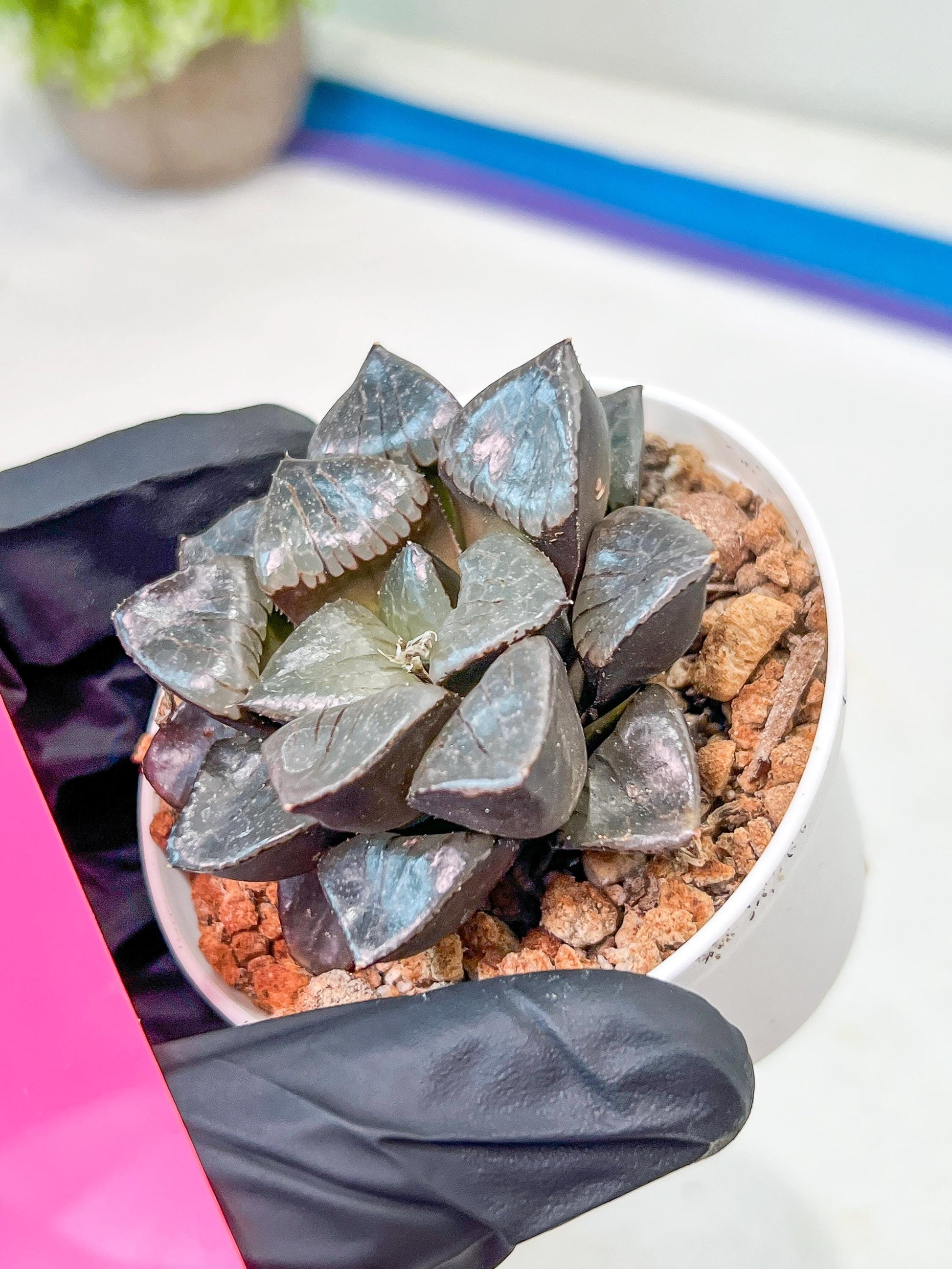 Haworthia Sun Moon Lake or Riyuentan (H2B) | Imported Succulent | Hong Kong Rare Species