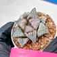 Haworthia Oiran Blue Crab or Haukui Qing Xie (H3A) | Rare Import
