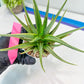 Haworthia Aura (H7) | Impored Haworthia