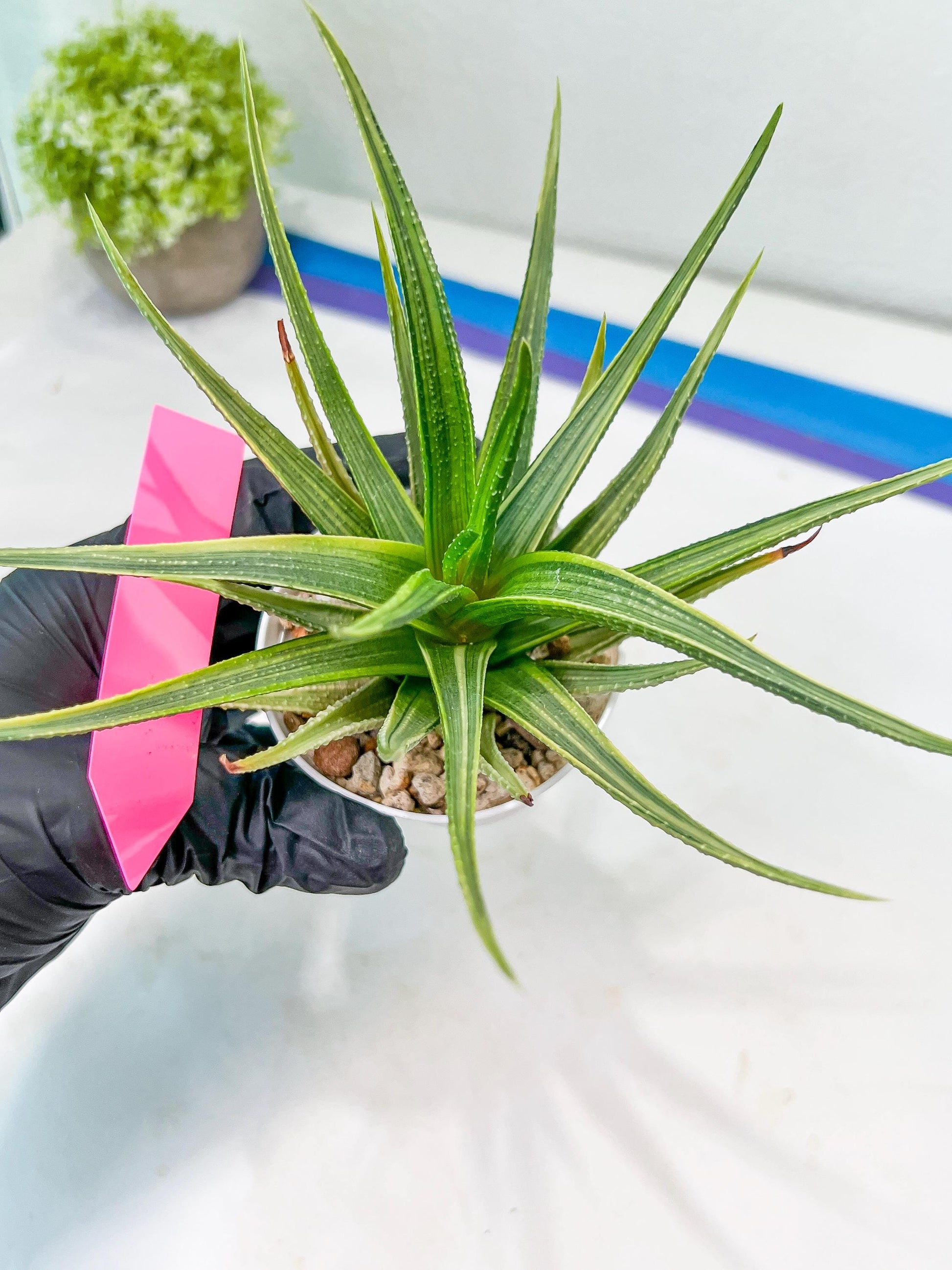 Haworthia Aura (H7) | Impored Haworthia