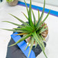 Haworthia Aura (H7) | Impored Haworthia
