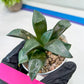 Haworthia Bayeri Konoha (#H7) | Imported Succulent