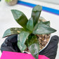 Haworthia Bayeri Konoha (#H7) | Imported Succulent