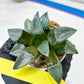 Haworthia Bayeri Konoha (#H7) | Imported Succulent