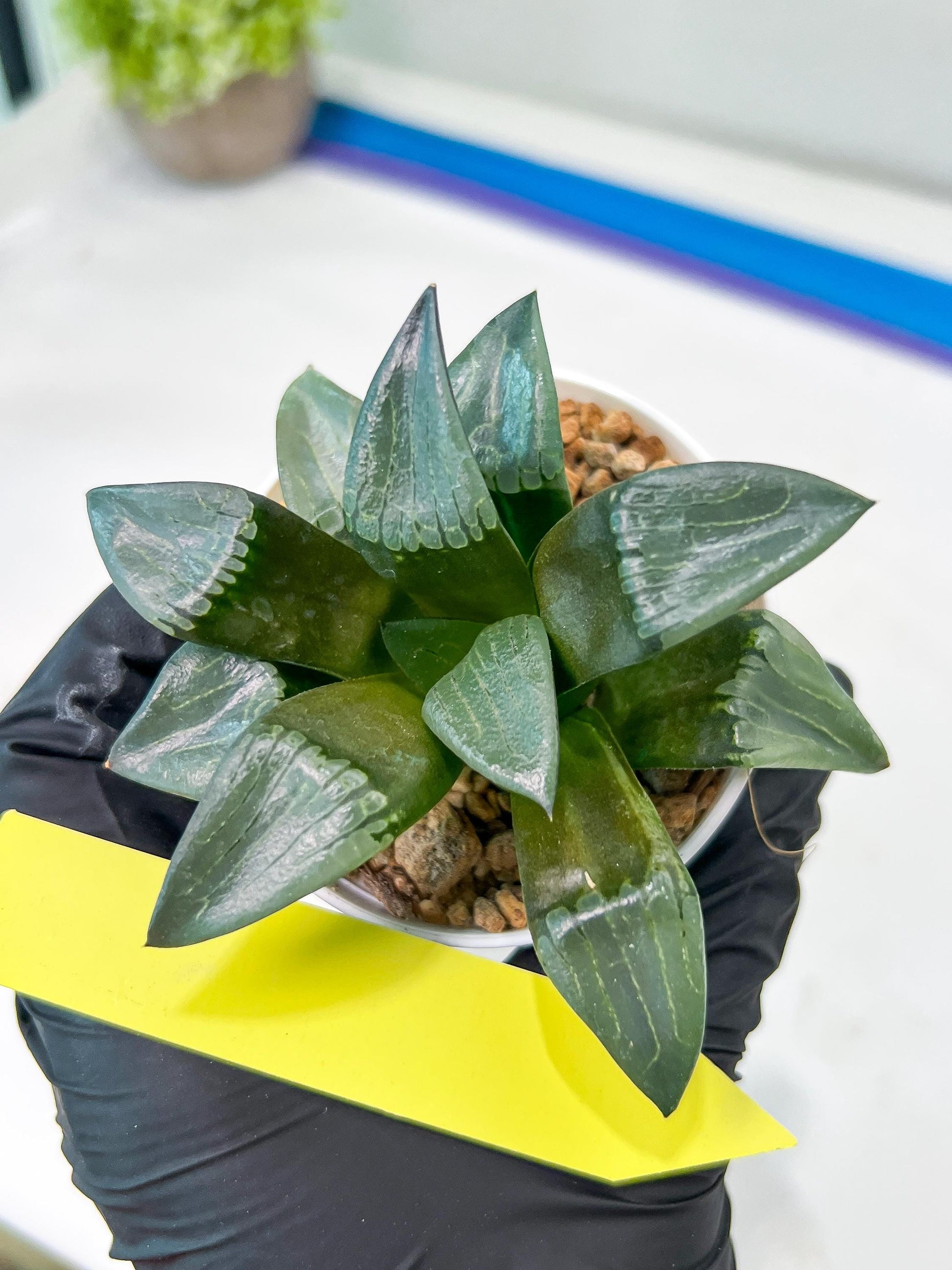 Haworthia Bayeri Konoha (#H7) | Imported Succulent