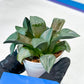 Haworthia Bayeri Konoha (#H7) | Imported Succulent