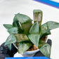 Haworthia Bayeri Konoha (#H7) | Imported Succulent