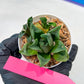 Haworthia Stabilo (#H7) | Imported Succulent | Hong Kong Rare Species