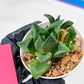 Haworthia Stabilo (#H7) | Imported Succulent | Hong Kong Rare Species