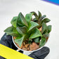 Haworthia Stabilo (#H7) | Imported Succulent | Hong Kong Rare Species
