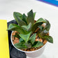Haworthia Stabilo (#H7) | Imported Succulent | Hong Kong Rare Species
