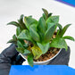 Haworthia Stabilo (#H7) | Imported Succulent | Hong Kong Rare Species