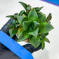 Haworthia Stabilo (#H7) | Imported Succulent | Hong Kong Rare Species