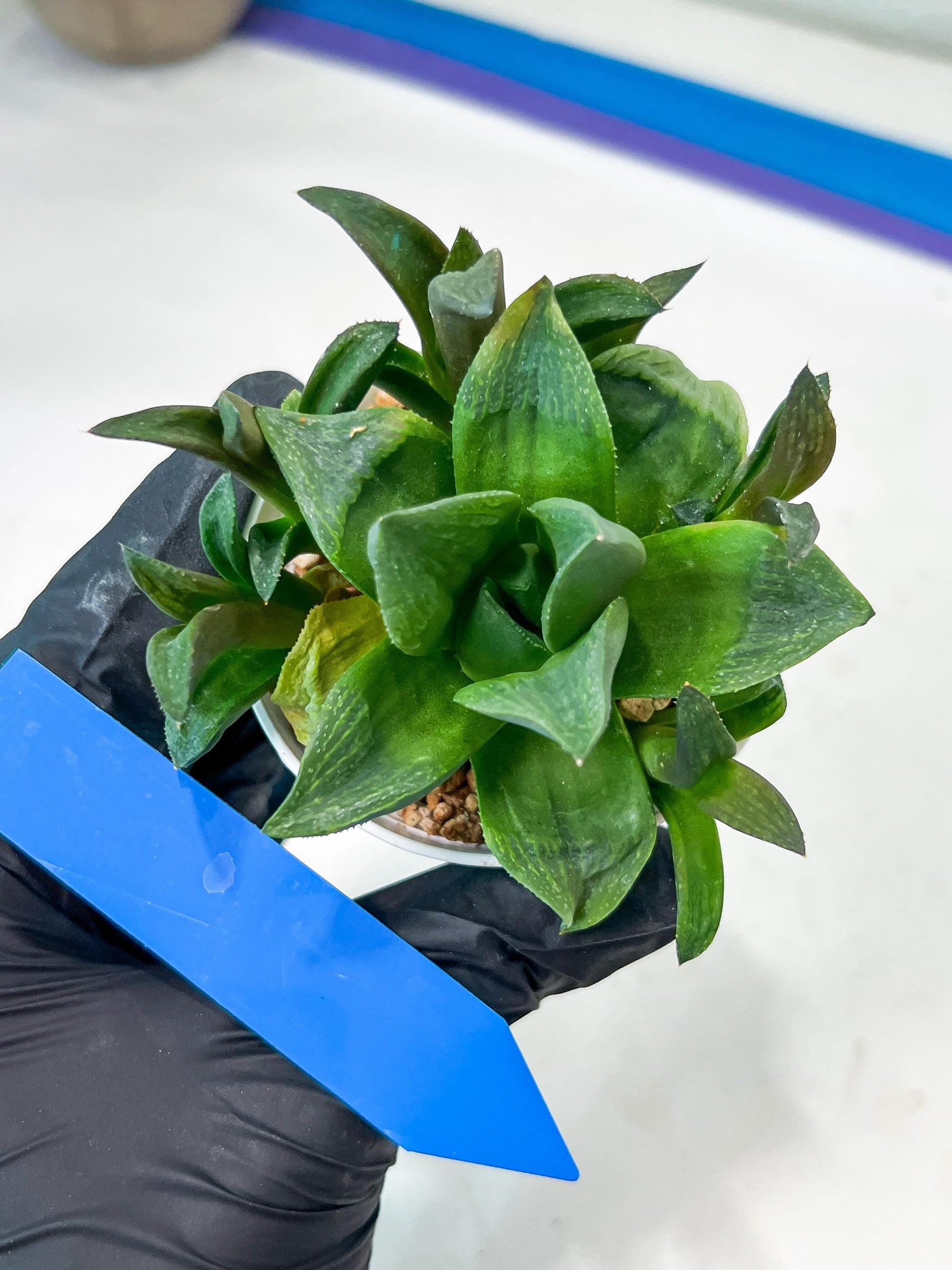 Haworthia Stabilo (#H7) | Imported Succulent | Hong Kong Rare Species
