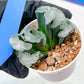 Haworthia Truncata White Mammoth (#H7) | Imported Succulent | Hong Kong Rare Species
