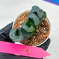 Haworthia Green Fall (#H7) | Imported Succulent | Hong Kong Rare Species
