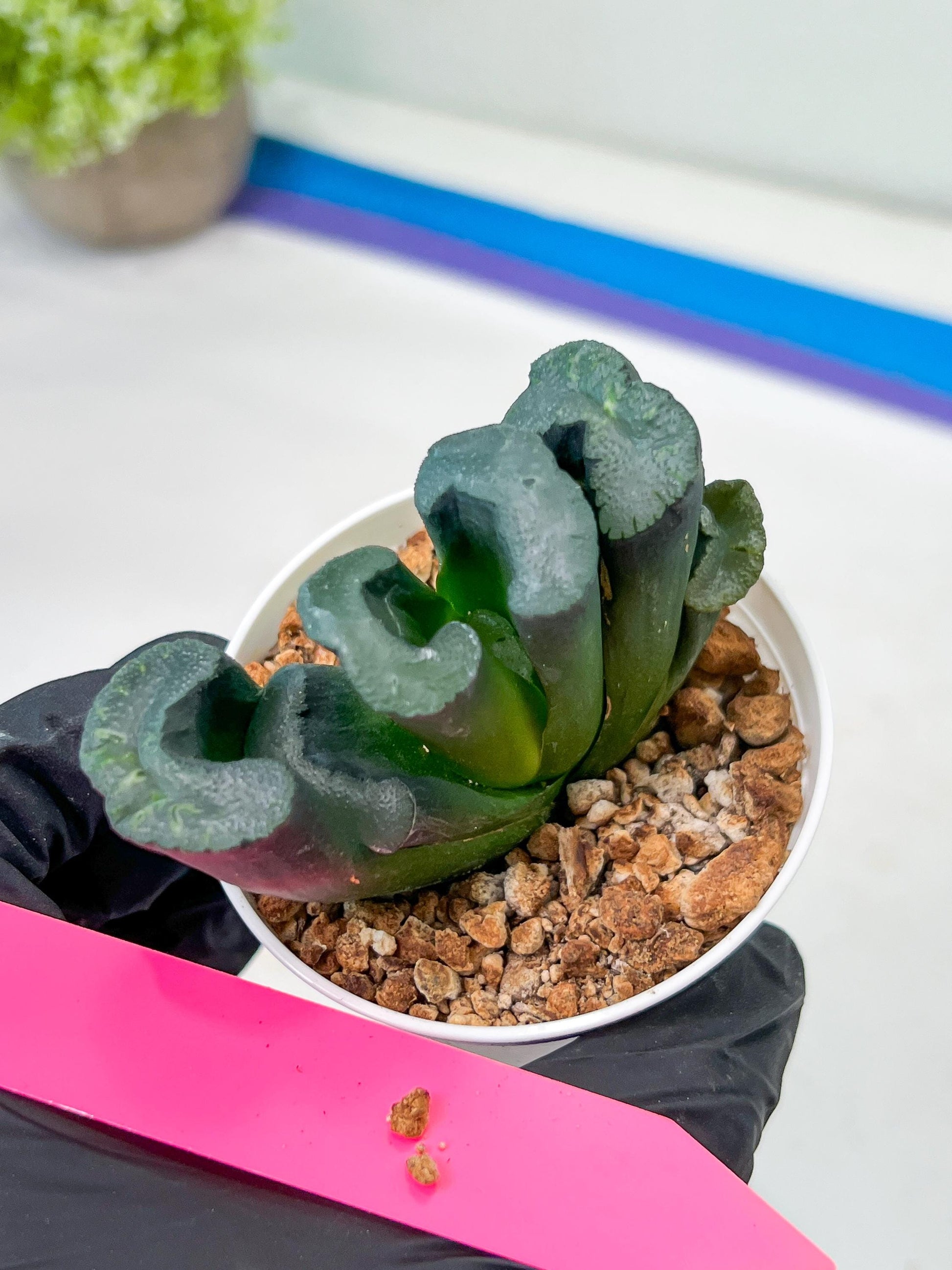 Haworthia Green Fall (#H7) | Imported Succulent | Hong Kong Rare Species