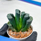Haworthia Green Fall (#H7) | Imported Succulent | Hong Kong Rare Species