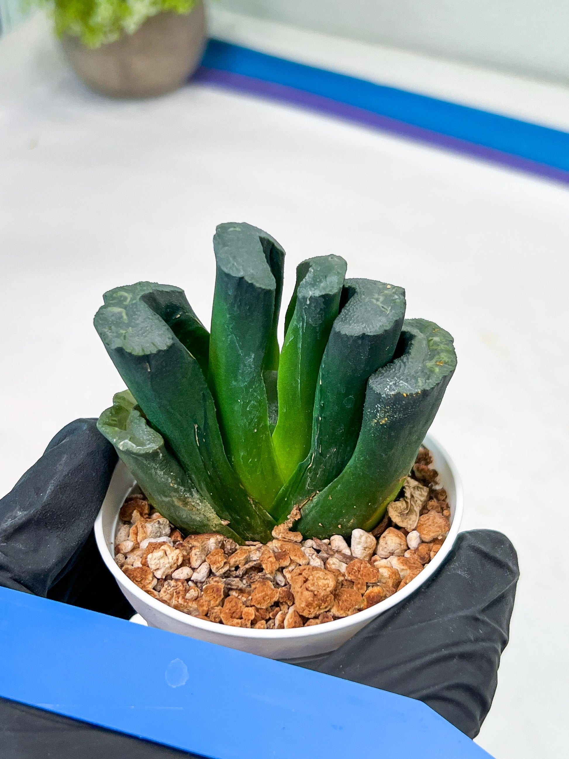 Haworthia Green Fall (#H7) | Imported Succulent | Hong Kong Rare Species