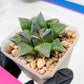 Haworthia cv. Hakuma (#H7) | Impored Haworthia