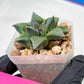 Haworthia cv. Hakuma (#H7) | Impored Haworthia