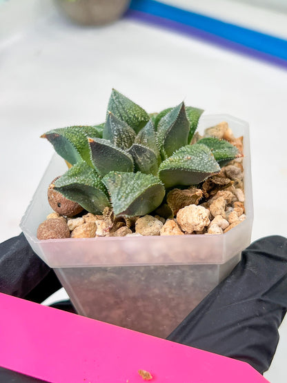Haworthia cv. Hakuma (#H7) | Impored Haworthia