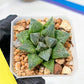 Haworthia cv. Hakuma (#H7) | Impored Haworthia