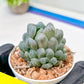 Haworthia Ice Lantern or Bingdeng (H2G) | Imported Succulent | Hong Kong Rare Species