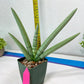 Sansevieria Boncel PLATINUM (#C7) | Imported Plants | Rare Hybrid Species
