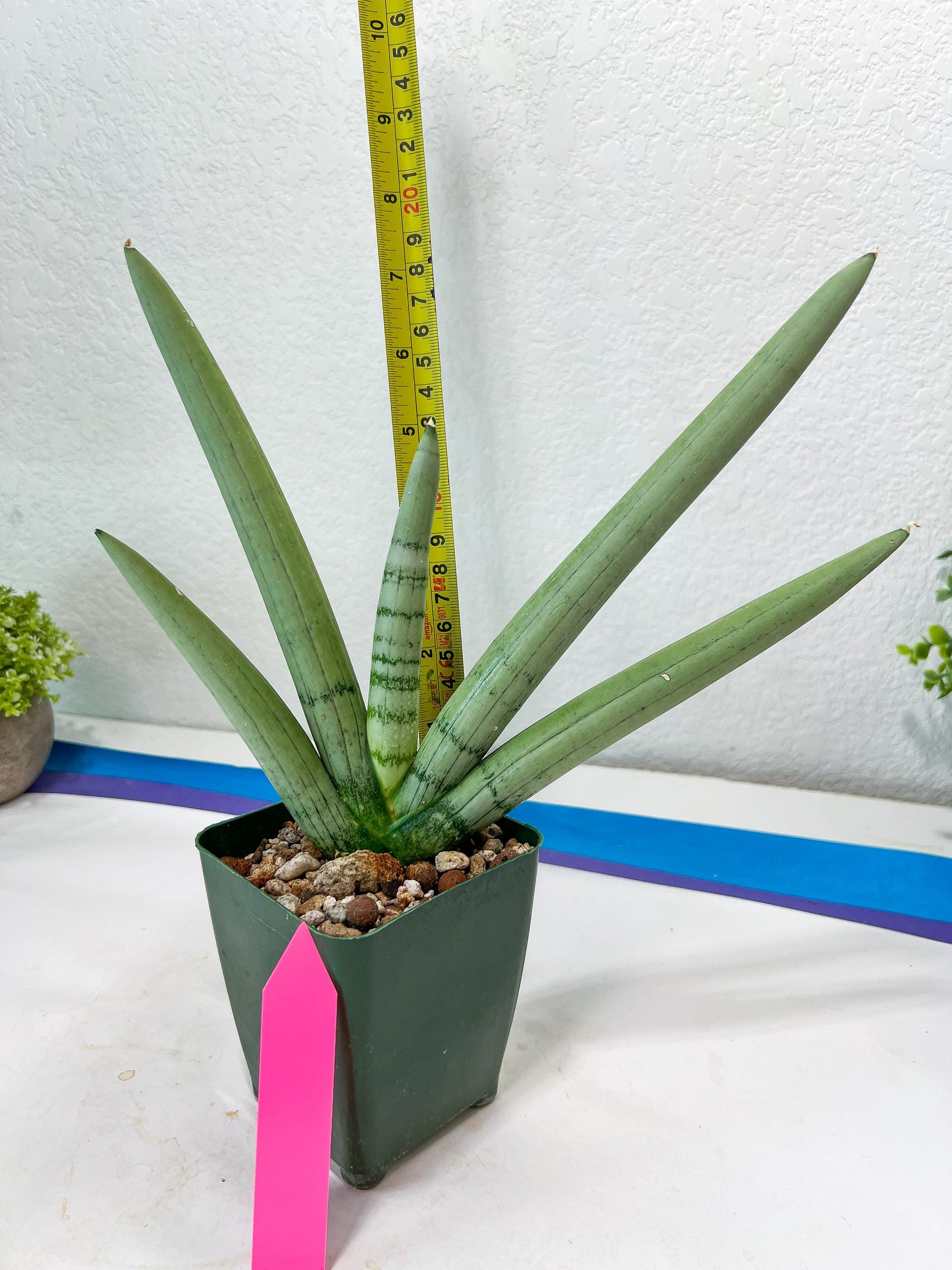 Sansevieria Boncel PLATINUM (#C7) | Imported Plants | Rare Hybrid Species