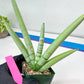 Sansevieria Boncel PLATINUM (#C7) | Imported Plants | Rare Hybrid Species