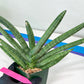 Sansevieria Boncel Devil (#C7) | Imported Plants | Rare Hybrid Species