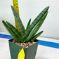 Sansevieria Boncel Devil (#C7) | Imported Plants | Rare Hybrid Species