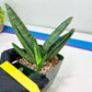Sansevieria Boncel Devil (#C7) | Imported Plants | Rare Hybrid Species