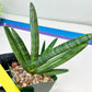Sansevieria Boncel Devil (#C7) | Imported Plants | Rare Hybrid Species